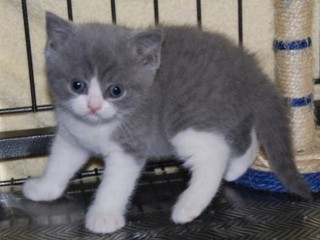 Beautiful British Shorthair Hana.