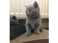 beautiful-british-shorthair-jelly-small-0