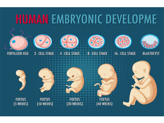 PG Diploma in Clinical Embryology