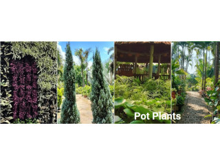 Pots Plants