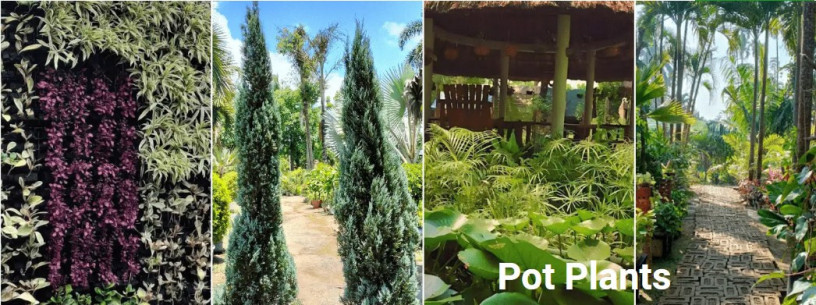 pots-plants-big-0