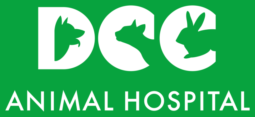 best-dog-clinic-in-delhi-ncr-dcc-animal-hospital-big-0