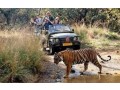 reserve-ranthambore-tiger-safari-booking-online-easy-small-0