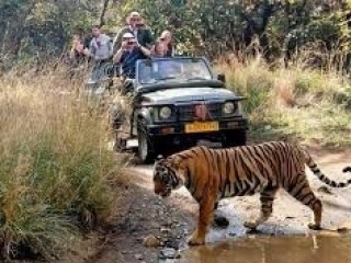 Reserve Ranthambore Tiger Safari Booking Online easy