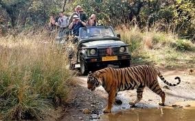 reserve-ranthambore-tiger-safari-booking-online-easy-big-0