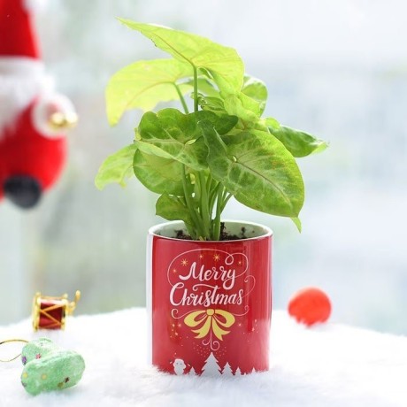 celebrate-the-festive-spirit-with-same-day-christmas-gifts-delivery-in-mumbai-by-oyegifts-big-1