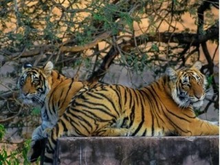 Budget-friendly Ranthambore Tours: Wildlife Awaits