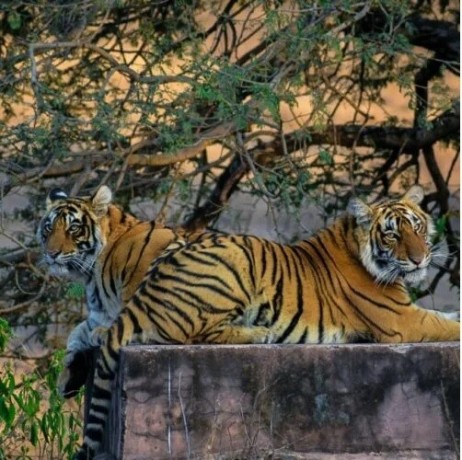 budget-friendly-ranthambore-tours-wildlife-awaits-big-0