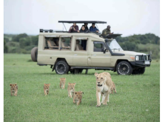 Kenya Jungle Safaris