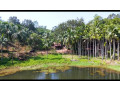 lake-side-living-residential-plot-in-kudal-maharashtra-small-2