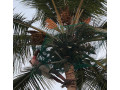 coconut-tree-safety-net-installation-in-bangalore-call-menorah-coconets-6362539199-small-0