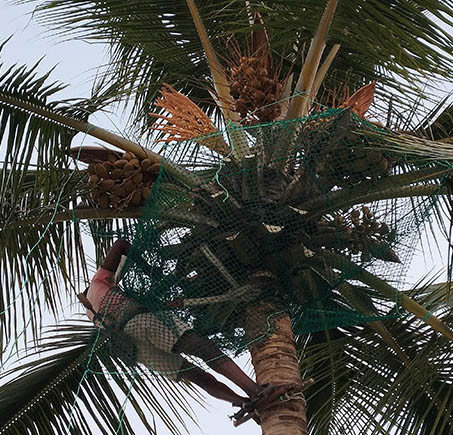 coconut-tree-safety-net-installation-in-bangalore-call-menorah-coconets-6362539199-big-0