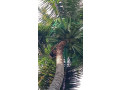best-coconut-tree-safety-nets-in-bangalore-call-menorah-coconets-6362539199-small-0