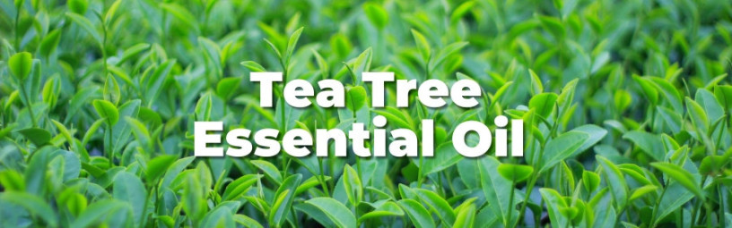 tea-tree-oil-big-1