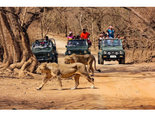 GOLDEN TRIANGLE WITH RANTHAMBORE TOUR