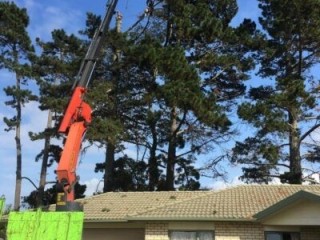 Bay Tree Surgery