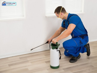 Effective Pest Control Services in Simi Valley - Ecola Termite & Pest Control