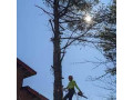 robert-kelly-tree-care-expert-arborists-for-your-tree-service-needs-small-1