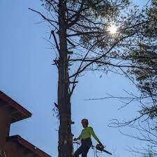 robert-kelly-tree-care-expert-arborists-for-your-tree-service-needs-big-1