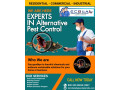 professional-bug-exterminator-in-los-angeles-ecola-termite-and-pest-control-services-small-0
