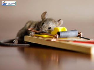 Eliminate Rodents Now with Ecola Termite and Pest Control Services!