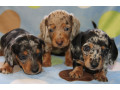 mini-dachshund-puppies-for-sale-with-50-discount-available-small-0