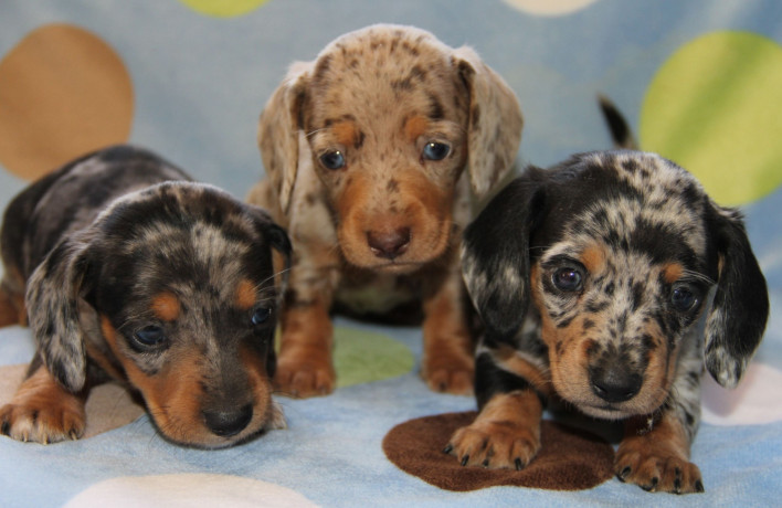 mini-dachshund-puppies-for-sale-with-50-discount-available-big-0