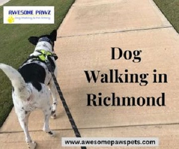 top-dog-walking-in-richmond-awesome-pawz-big-0