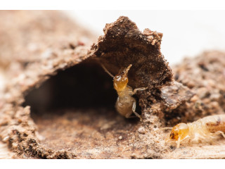Safe & Eco-Friendly Termite Control with Ecola Termite and Pest Control Services