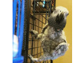 african-grey-jordi-for-sale-small-0