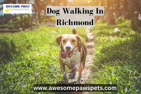 trusted-dog-walking-in-richmond-awesome-pawz-big-0