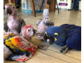 baby-parrots-for-sale-small-0