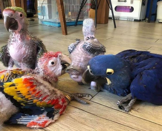 baby-parrots-for-sale-big-0
