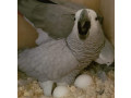 young-african-grey-parrots-for-sale-small-0