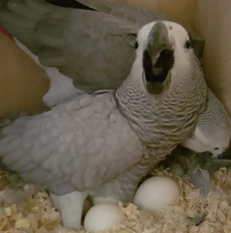 young-african-grey-parrots-for-sale-big-0