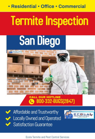 protect-your-home-today-with-effective-termite-injection-treatment-big-0