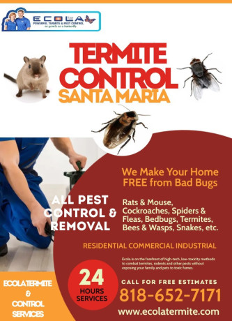 how-much-does-termite-treatment-cost-in-california-big-0