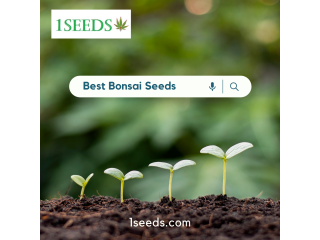 Cannabis Autoflower Seeds | 1Seeds
