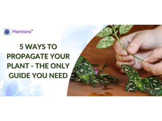 Learn Different Ways How to Propagate Plants