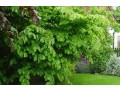 evergreen-sprinkler-and-landscaping-services-small-0