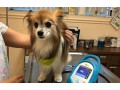 boulevard-animal-hospital-small-2