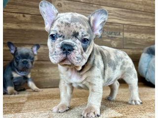 Adorable French bulldogs for rehoming