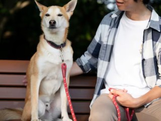 Hands-Free Dog Leashes for Large Dogs