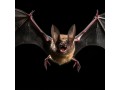 expert-bat-removal-services-in-lithia-springs-ga-urban-wildlife-control-small-0