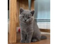 gorgeous-british-short-hair-kittens-available-now-small-1