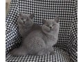 gorgeous-british-short-hair-kittens-available-now-small-0