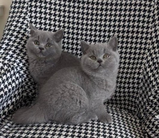 gorgeous-british-short-hair-kittens-available-now-big-0