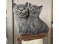 gorgeous-british-short-hair-kittens-available-here-small-0