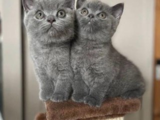 Gorgeous British Short Hair Kittens Available Here!