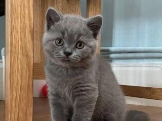 Cute British Short Hair Kittens Available